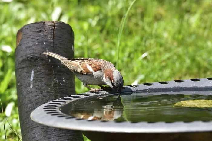 Framed Print : Male House sparrow on a bird bath Framed Print : Male House sparrow on a bird bath