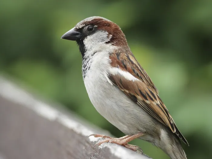 Framed Print : Male House Sparrow (Passer domesticus) sitting on a fence