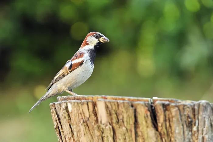Framed Print : Male House Sparrow (Passer domesticus) sitting on a tree trunk Framed Print : Male House Sparrow (Passer domesticus) sitting on a tree trunk