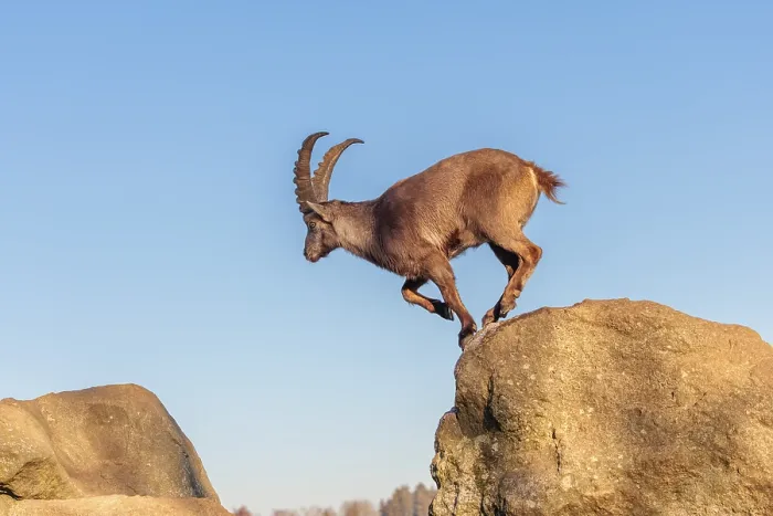 Framed Print : A male ibex (Capra ibex) leaps from rock to rock in the warm evening light