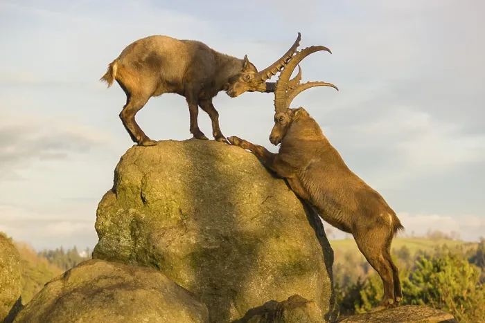 Framed Print : Two male ibex (Capra ibex) playing on a rock in the last light of the day