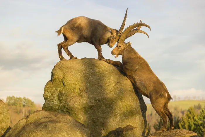 Framed Print : Two male ibex (Capra ibex) playing on a rock in the last light of the day
