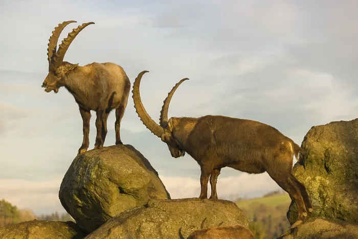 Framed Print : Two male ibex (Capra ibex) playing on a rock in the last light of the day