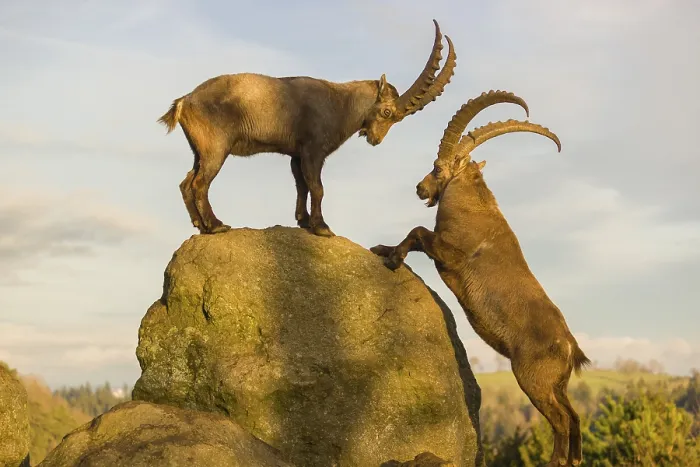 Framed Print : Two male ibex (Capra ibex) playing on a rock in the last light of the day