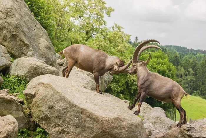 Framed Print : Two male ibex (Capra ibex) are standing on a rock and playfully fighting
