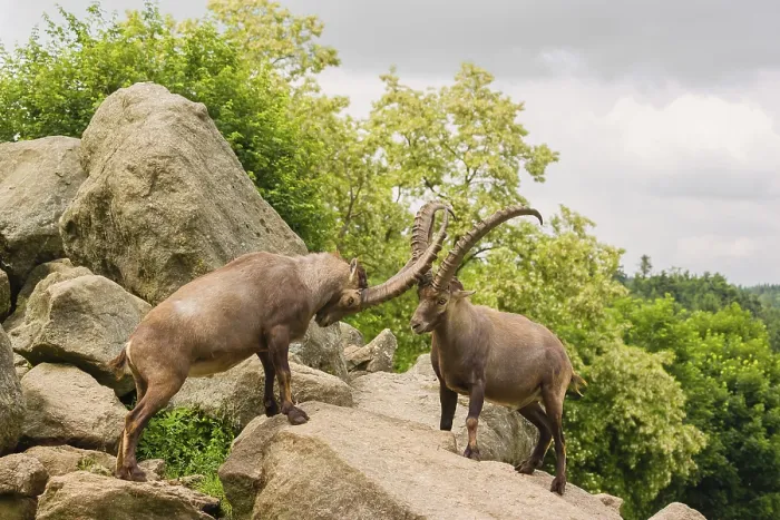 Framed Print : Two male ibex (Capra ibex) are standing on a rock and playfully fighting