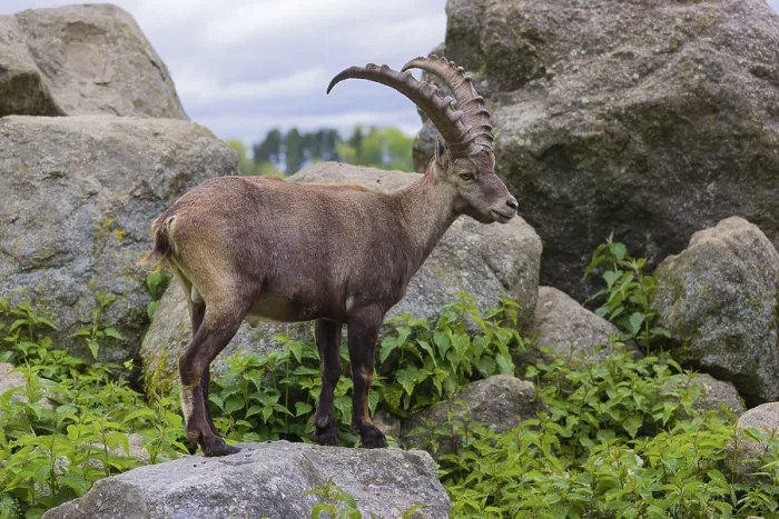 Framed Print : One male ibex (Capra ibex) stands on rocks Framed Print : One male ibex (Capra ibex) stands on rocks