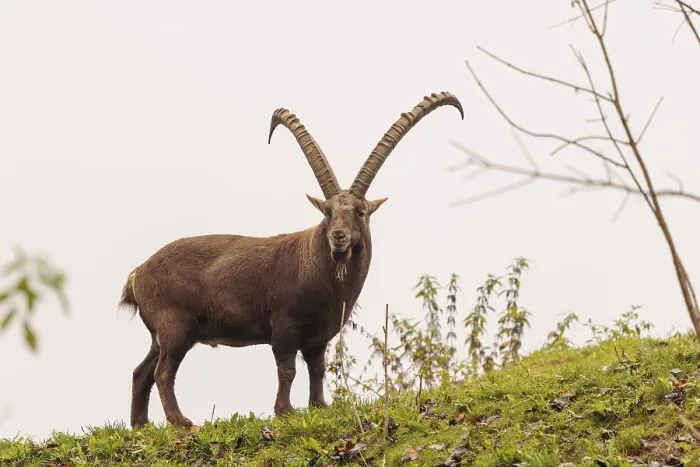 Framed Print : A male ibex (Capra ibex) walks across a green meadow on a cloudy day Framed Print : A male ibex (Capra ibex) walks across a green meadow on a cloudy day