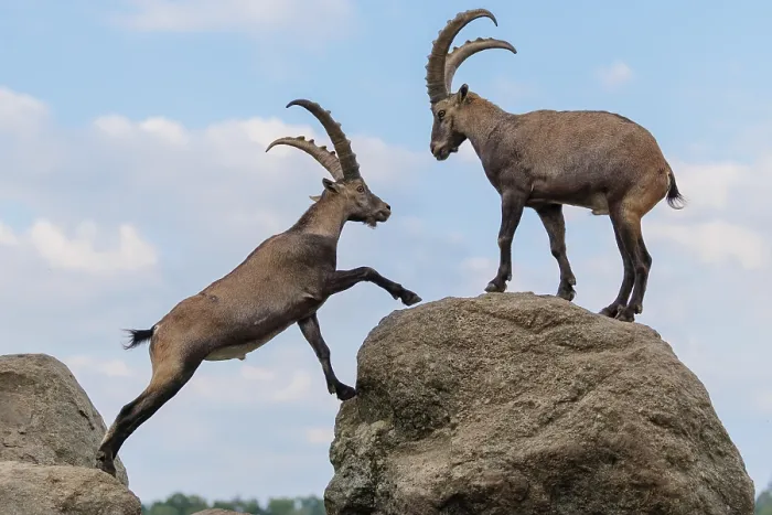 Framed Print : Two male ibexes (Capra ibex) stand facing each other on a rock and playfully fight with each other