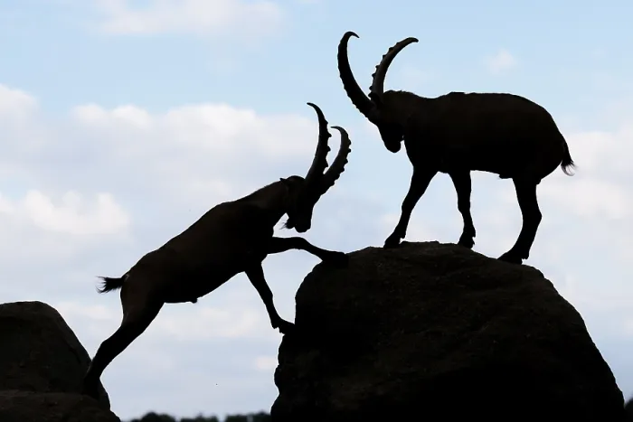 Framed Print : Two male ibexes (Capra ibex) stand facing each other on a rock and playfully fight with each other Framed Print : Two male ibexes (Capra ibex) stand facing each other on a rock and playfully fight with each other