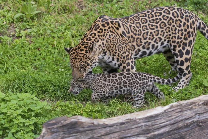 Framed Print : One male jaguar baby (Panthera onca) Framed Print : One male jaguar baby (Panthera onca)