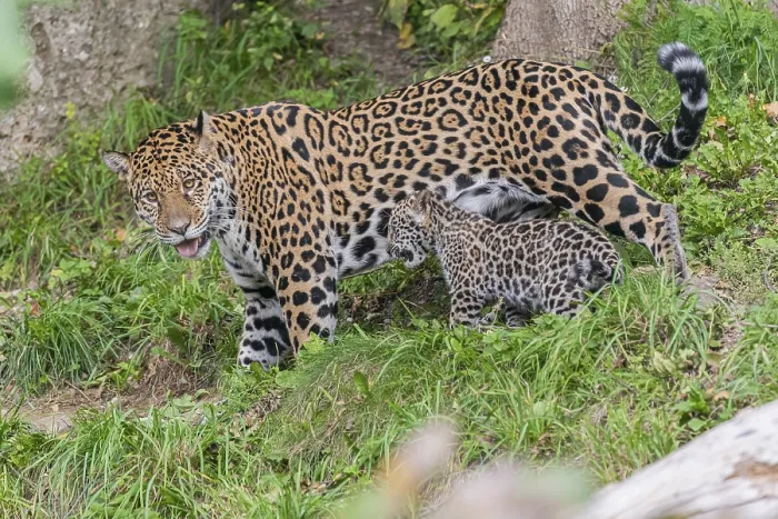 Framed Print : One male jaguar baby (Panthera onca) Framed Print : One male jaguar baby (Panthera onca)