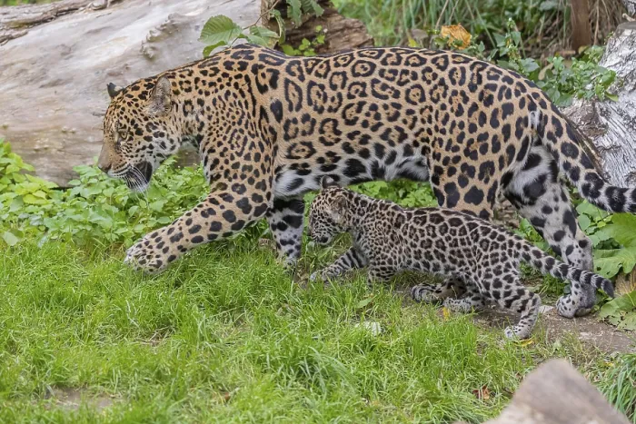 Framed Print : One male jaguar baby (Panthera onca) Framed Print : One male jaguar baby (Panthera onca)