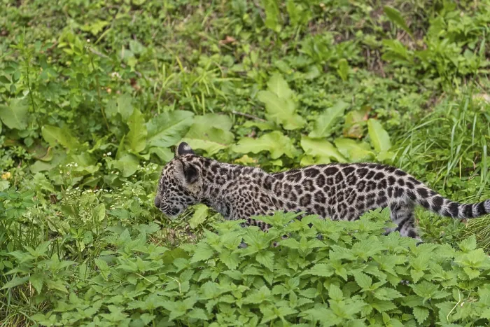 Framed Print : One male jaguar baby (Panthera onca)