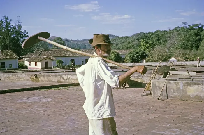 Framed Print : Male labourer carrying a shovel to dry coffee on a farm, Fazenda Sant Anna, Campinas, Brazil, South America 1962, South America Framed Print : Male labourer carrying a shovel to dry coffee on a farm, Fazenda Sant Anna, Campinas, Brazil, South America 1962, South America