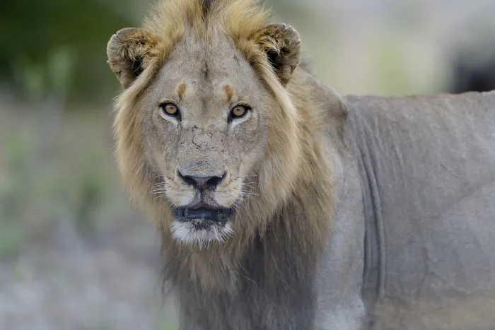 Framed Print : Male lion in the wilderness of Africa