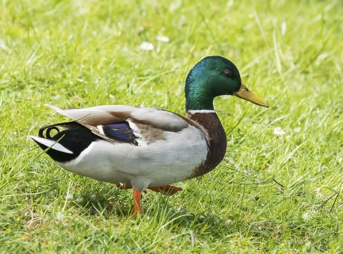 Framed Print : Male mallard, anas platyrhynchos' Male mallard