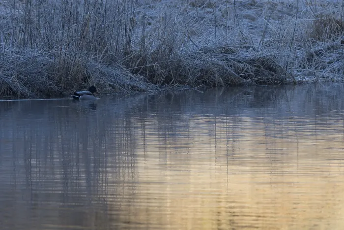 Framed Print : A male mallard duck swims at dawn on the Saxon Saale