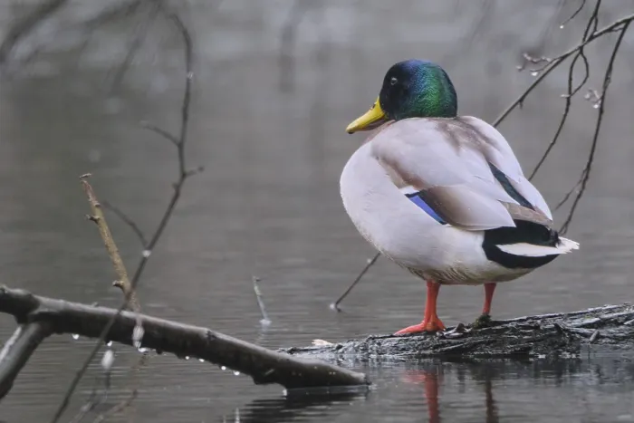 Framed Print : Male mallard, mallard drake (Anas platyrhynchos)
