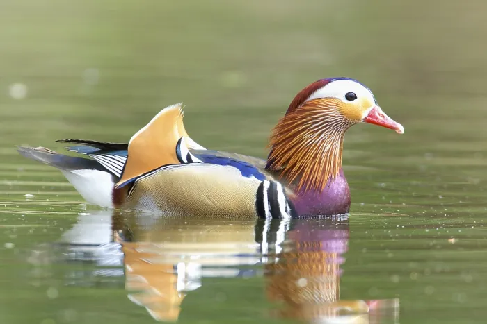 Framed Print : Male Mandarin Duck in breeding plumage