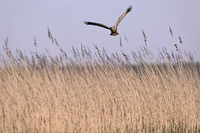 Framed Print : Male marsh harrier (Circus aeruginosus) flying over reeds Framed Print : Male marsh harrier (Circus aeruginosus) flying over reeds