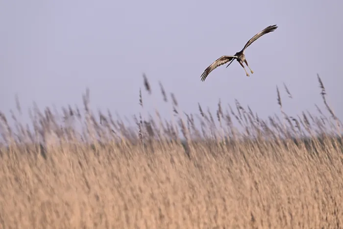 Framed Print : Male marsh harrier (Circus aeruginosus) flying over reeds