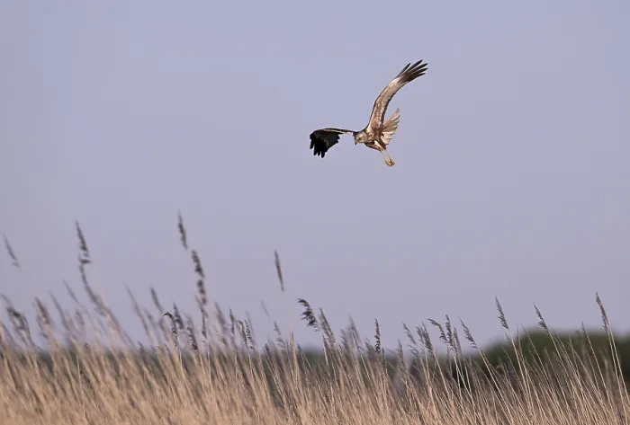 Framed Print : Male marsh harrier (Circus aeruginosus) flying over reeds