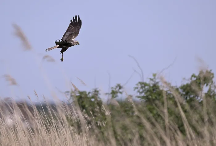 Framed Print : Male marsh harrier (Circus aeruginosus) flying over reeds
