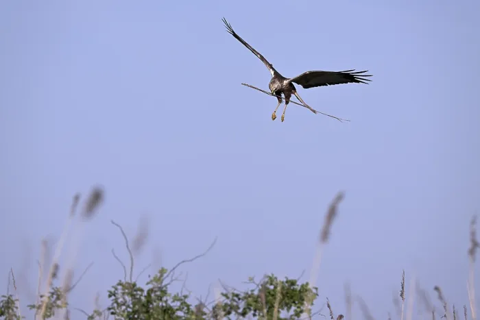 Framed Print : Male marsh harrier (Circus aeruginosus) landing with a twig in its beak)