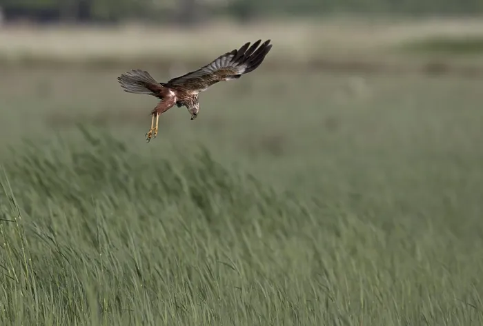 Framed Print : Male marsh harrier (Circus aeruginosus) in shaking flight over green reeds Framed Print : Male marsh harrier (Circus aeruginosus) in shaking flight over green reeds