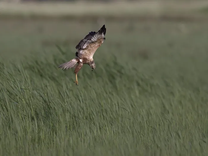 Framed Print : Male marsh harrier (Circus aeruginosus) in shaking flight over green reeds