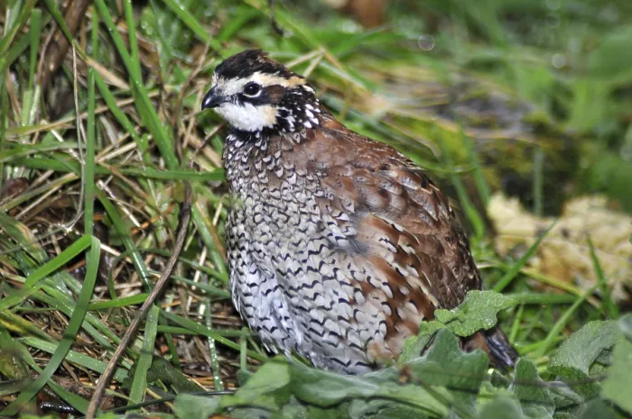 Framed Print : Male Northern Bobwhite, Virginia Quail or Bobwhite Quail