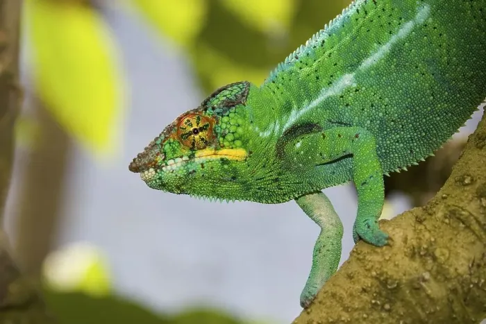 Framed Print : Male Panther Chameleon (Furcifer pardalis)