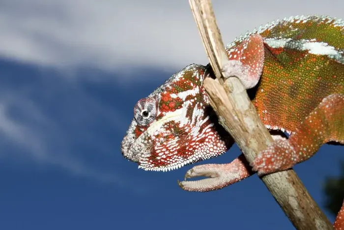Framed Print : Male Panther Chameleon (Furcifer pardalis)