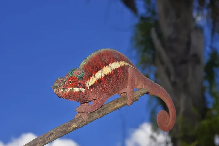 Framed Print : Male panther chameleon (Furcifer pardalis) Framed Print : Male panther chameleon (Furcifer pardalis)