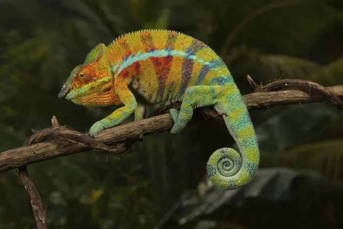 Framed Print : Male panther chameleon (Furcifer pardalis) Framed Print : Male panther chameleon (Furcifer pardalis)