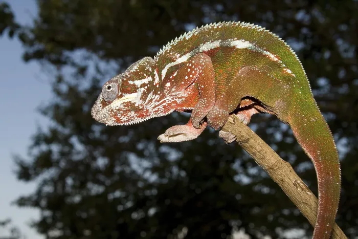 Framed Print : Male Panther Chameleon (Furcifer pardalis)