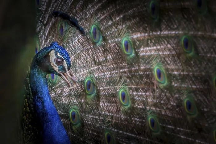 Framed Print : Male Peacock also known as the common peafowl Framed Print : Male Peacock also known as the common peafowl
