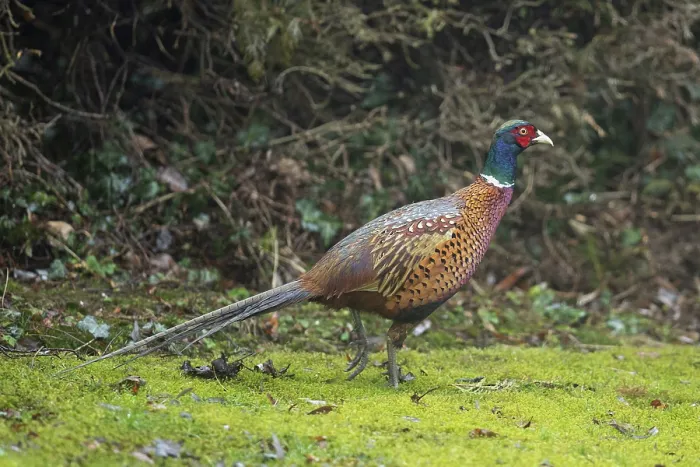 Framed Print : Male pheasant walking in green grass in front of garden hedge looking right