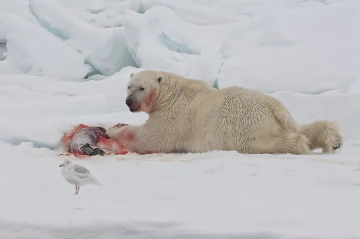 Framed Print : Male polar bear (Ursus maritimus) with a seal prey