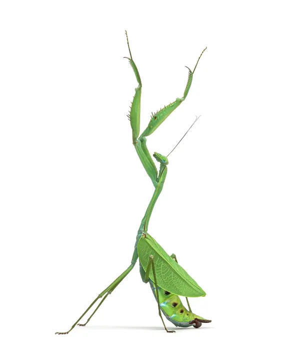 Framed Print : Male praying mantis - Macromantis ovalifolia