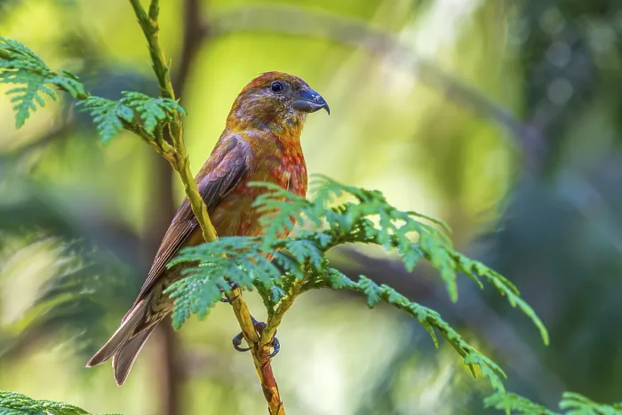 Framed Print : A male Red Crossbill (Loxia curvirostra) perched in a cedar tree