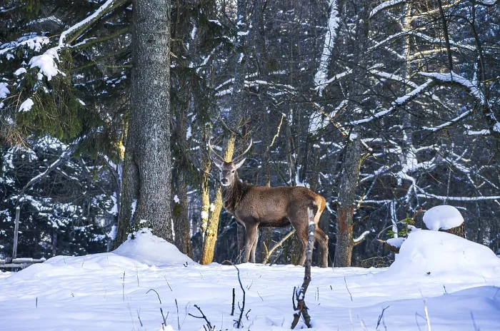 Framed Print : Male red deer, Cervus elaphus, in snowy winter forest Framed Print : Male red deer, Cervus elaphus, in snowy winter forest