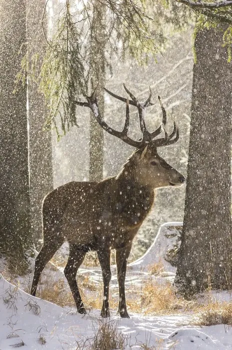 Framed Print : Male red deer in the winter snow-covered forest