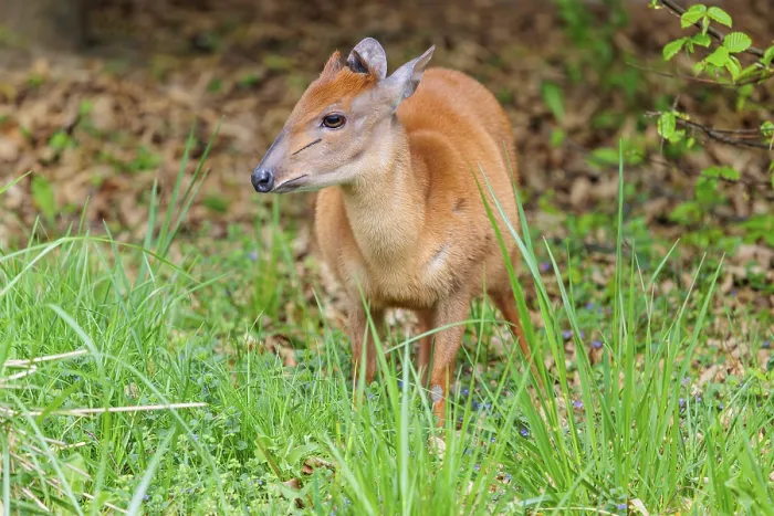 Framed Print : A male Red Forest Duiker (Cephalophus natalensis) stands in a green meadow