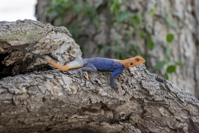 Framed Print : Male red-headed rock Agama (Agama Agama) Framed Print : Male red-headed rock Agama (Agama Agama)