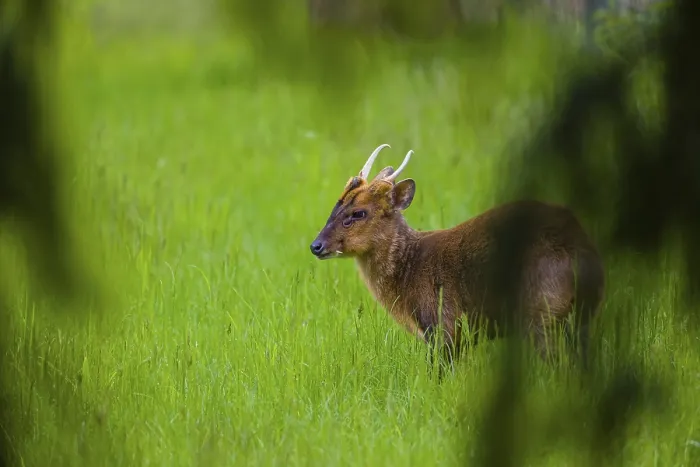 Framed Print : One male Reeves's muntjac (Muntiacus reevesi) stands on a green meadowOne male Reeves's muntjac (Muntiacus reevesi)