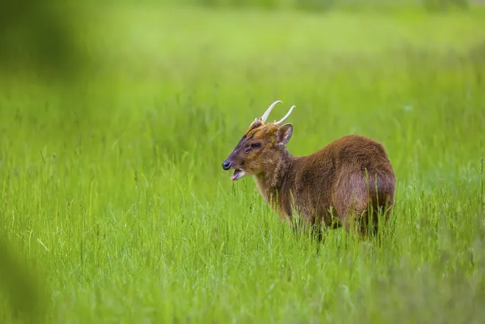 Framed Print : One male Reeves's muntjac (Muntiacus reevesi) stands on a green meadowOne male Reeves's muntjac (Muntiacus reevesi)