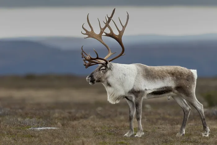 Framed Print : A male reindeer bull (Rangifer tarandus) attracts attention