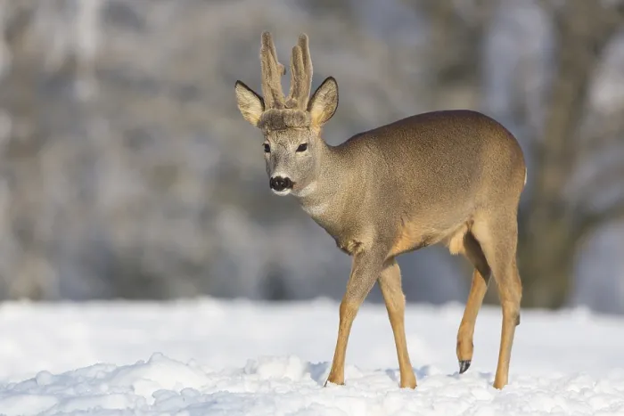 Framed Print : One male Roe Deer, (Capreolus capreolus)